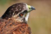 ID: 45 (30101)