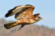 ID: 47 (30101)