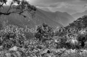 ID: 6833 (10904)