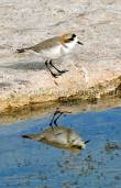 ID: 82 (30104)