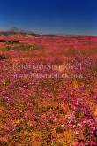 ID: 4748 (10103)