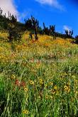 ID: 4762 (10104)