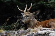ID: 4857 (30201)