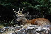ID: 4858 (30201)
