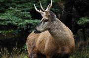 ID: 4861 (30201)