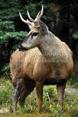 ID: 4862 (30201)