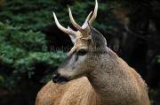 ID: 4863 (30201)