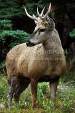 ID: 4864 (30201)
