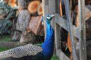 ID: 4682 (30106)
