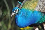 ID: 4706 (30106)